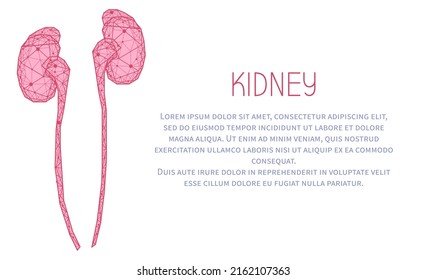 Polygonal human kidneys made of red lines and dots. Medical research of internal organs, innovative approach concept. Organ of human urinary system. Modern depiction of kidney for urine excretion