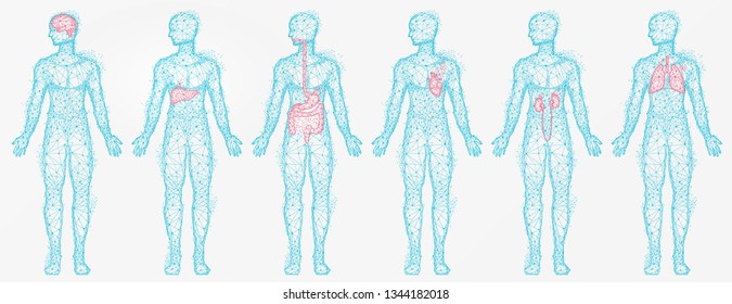 Polygonal human profiles vector, set of isolated bodies with colored body parts. Liver and kidney, lungs and brain, digestive system, silhouettes in blue