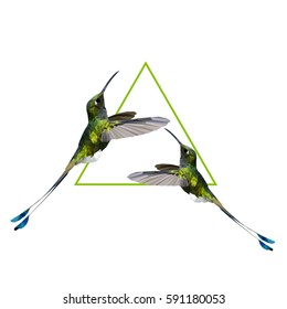 polygonal hummingbird flying triangle background