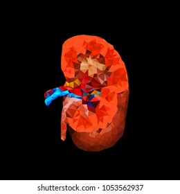 polygonal kidney illustration