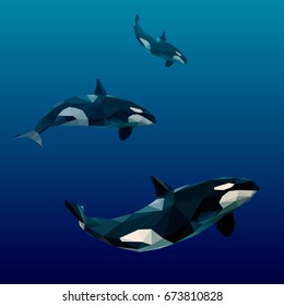 Polygonal killer whale. Ocean wild killer whales.