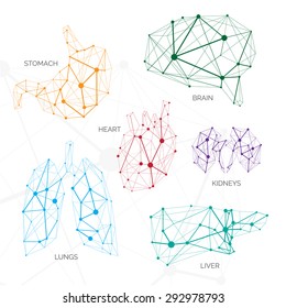 Polygonal minimalistic color organs with data contains brains, liver, lungs, kidneys, heart