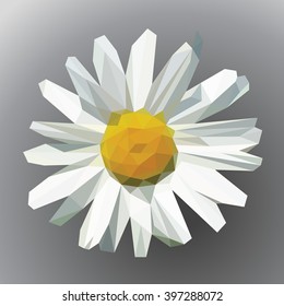 polygonal open flower with petals daisy on gray