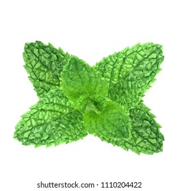 Polygonal realistic vector fresh mint leaves on a white background