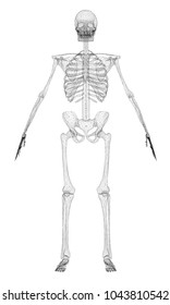 The polygonal skeleton of the person 3D. The outline of a human skeleton isolated on a white background. Front view. Vector illustration.