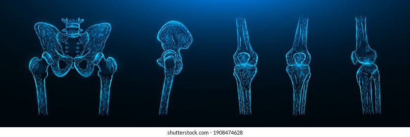 Polygonal vector illustration of the bones of the pelvis, hip joint and knee joints on a dark blue background. Human skeleton anatomy medical template.