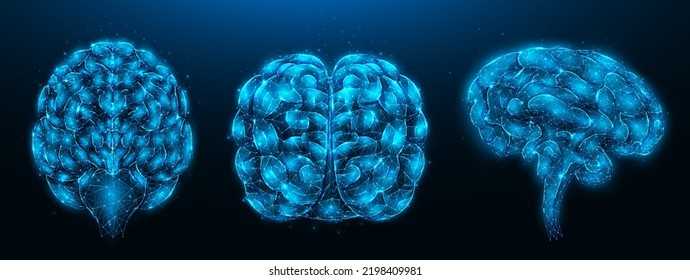 Polygonal vector illustration of a human brain on a dark blue background. Healthy human brain from different angles low poly design. Nervous system medical banner, template or background.