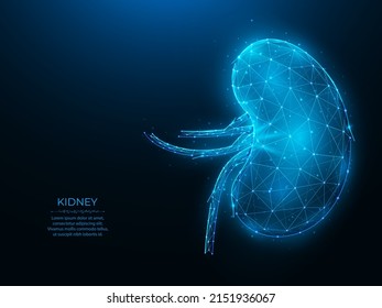 Ilustración vector poligonal del riñón humano sobre un fondo azul oscuro. Diseño interno de baja polilla orgánica. Concepto de sistema de excreción humana. Banner, plantilla o fondo médico de orrología o nefrología.