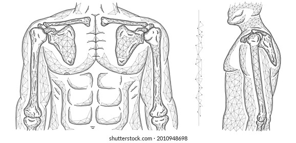 Polygonal vector illustration of a human model, shoulder joint, and elbow joint.