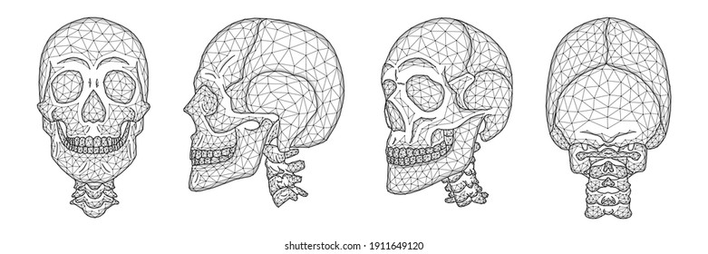 Polygonal vector illustration of a human skull front, side, and back view. A set of anatomical models of skulls and cervical spine