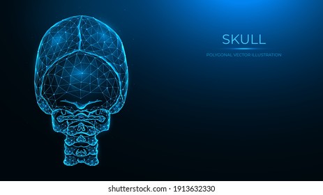 Polygonal vector illustration of a human skull, back view. Anatomical model of the skull and cervical spine on dark blue background.