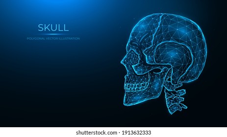 Polygonal vector illustration of a human skull, side view. Anatomical model of the skull and cervical spine on dark blue background.