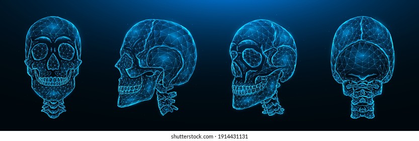 Polygonal vector illustration of human skulls, front, side, and back views. Set of low poly models of skulls with cervical spine isolated on dark blue background. Head bone anatomy concept art.