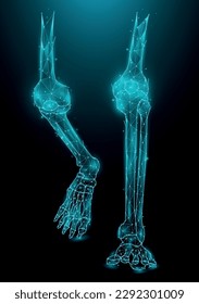 Polygonal vector illustration of leg bones on a dark blue background. Knee and ankle joints Polygon Design.