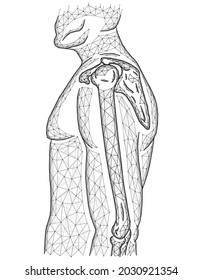 Polygonal vector illustration of shoulder and elbow joints, human body model made from line and dots, side view.