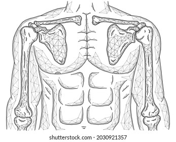 Ilustración vectorial poligonal de articulaciones hombro y codo, modelo corporal humano hecho de líneas y puntos, vista frontal.