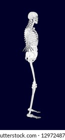 Polygonal wireframe of the human skeleton with internal organs. Side view. Vector illustration.