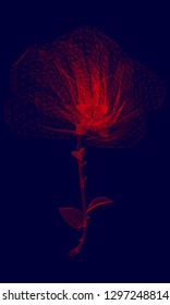 Polygonal wireframe of red rose on a dark blue background. Vector illustration.