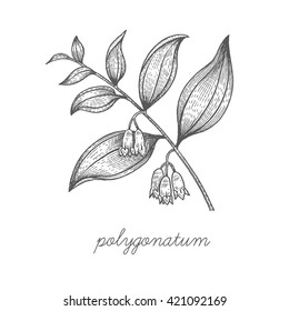 Polygonatum flower. Vector plant isolated on white background. Designed to create package of health and beauty natural products. Black ink.