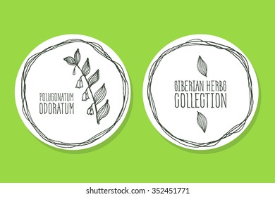 Polygonatum odoratum - Siberian herbs. Handdrawn Illustration - Health and Nature Set of Tags