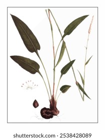 Polygonum bistorta, hand-painted floral and botanical painting, hand-painted herbal painting, natural herbs.