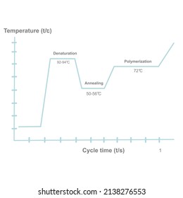 Die Polymerase-Kettenreaktion (PCR), die die Korrelation zwischen Temperatur und Zykluszeit jedes Schritts aufzeigt: Denaturierung, Glühen und Polymerisierung