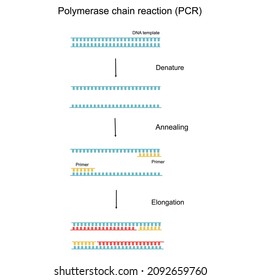 The Polymerase Chain Reaction (PCR) step to Detect the target DNA 