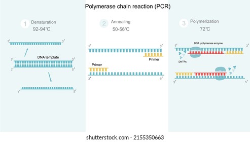 Polymerase Chain Reaction Simple