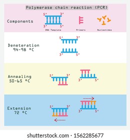 Polymerase Chain Reaction Thermal Cycles (PCR) Vector Illustration For Education Of Molecular And Biology Technique.