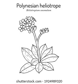 Polynesian or Pacific heliotrope, or hinahina (Heliotropium anomalum), Hawaii Island of Kahoolawe official lei material. Hand drawn botanical vector illustration