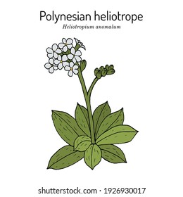 Polynesian or Pacific heliotrope, or hinahina (Heliotropium anomalum), Hawaii Island of Kahoolawe official lei material. Hand drawn botanical vector illustration