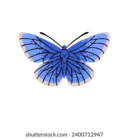 Polyommatinae, blues lycaenidae. Gossamer winged butterfly. Colourful insect with blue wings. Arthropod lepidoptera animal. Tropical nature. Flat isolated hand drawn vector illustration on white