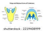 Polyp and Medusa Forms of Cnidarians