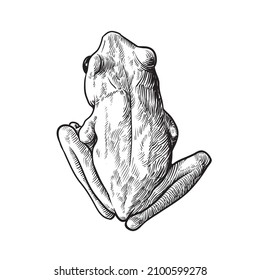 Leucomystax de polipedos - Rana de árbol de cuatro forros,Ilustración dibujada a mano,Silueta negra sobre fondo blanco.

