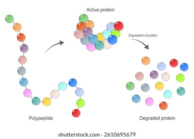 Polypeptide, Active protein and Degraded protein. Gene expression.