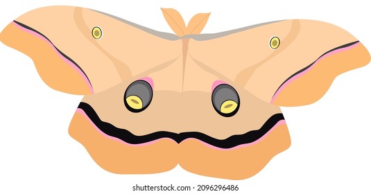 Polyphemus moth, illustration, vector on a white background.