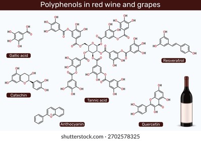 Polifenóis em vinho tinto e uvas. Moléculas de resveratrol, catequina, ácido gálico, ácido tânico, quercetina e antocianina. Ilustração vetorial