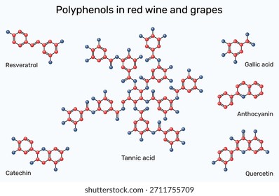Polifenoles en vino tinto y uvas. Moléculas de resveratrol, catequina, ácido gálico, ácido tánico, quercetina y antocianina. Ilustración vectorial