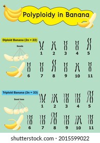 poliploidía en banano que tiene tres conjuntos de cromosoma (triploide).