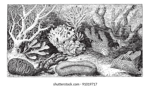 26 Millepora alcicornis Images, Stock Photos & Vectors | Shutterstock