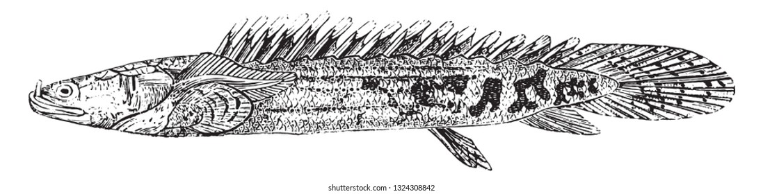 Polypterus still provided with its external gills, vintage engraved illustration. Zoology Elements from Paul Gervais.
