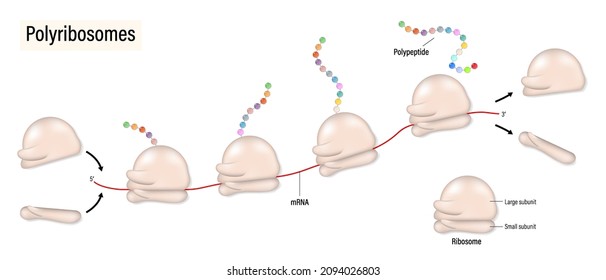 Polyribosome. Process of translation mRNA by ribosome in clusters.