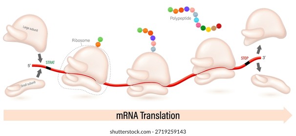 Poliribosoma. Proceso de traducción de ARNm por ribosoma en racimos. Proceso de síntesis de proteínas.