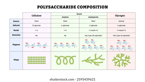 Polysaccharide composition diagram template with detail description table. Labeled cellulose, amylose, amylopectin, starch, glycogen, shape, diagram, subunit, bonds, source, branches.