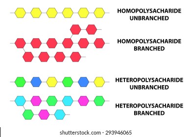 Tipos de monómeros polisacáridos y su unión