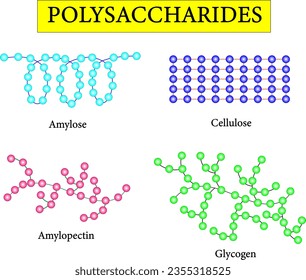 Polysaccharide types.Scientific conception. Amylose ,Cellulose , Amylopectin and Glycogen. Vector illustration.
