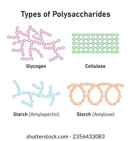 Polysaccharide Typen Concept Design. Vektorgrafik.