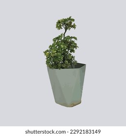 Polyscias fruticosa, also known as Ming Aralia or Parsley Aralia, is a species of flowering plant that belongs to the family Araliaceae. This plant is native to Southeast Asia