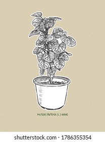 Polyscias fruticosa (L.) Harms. Polyscias fruticosa oder Ming Aralia, handgezeichnet Skizze Vektorgrafik.