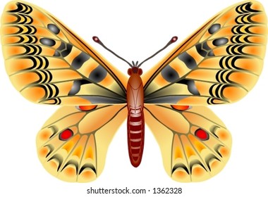 Polyxena butterfly
